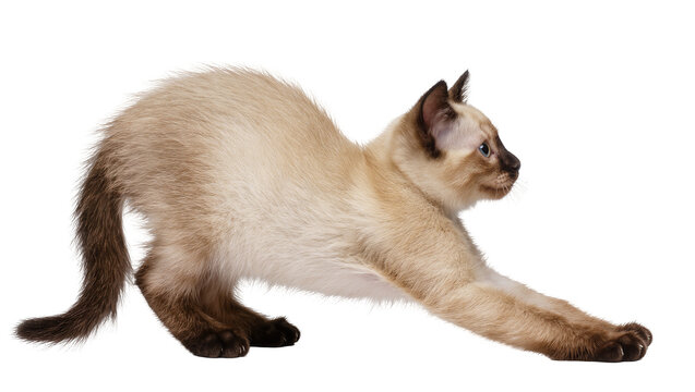 Siamese kitten stretching its body and front legs