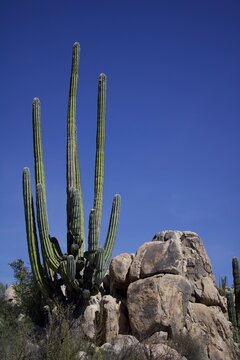 cactus in the rocky desert