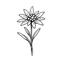 Fototapeta premium PNG Elegant black and white flower