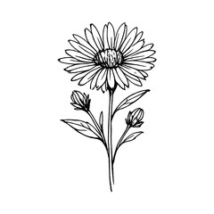 Fototapeta premium PNG Delicate floral sketch art