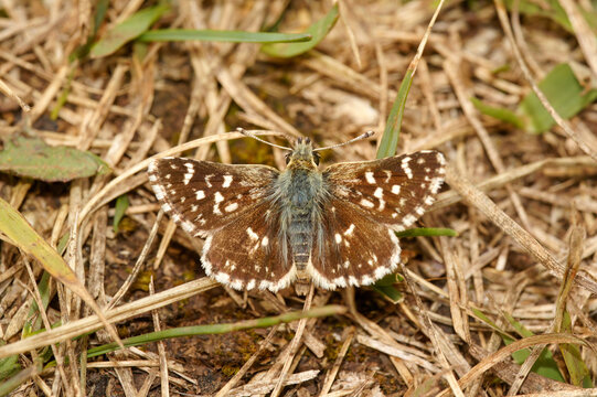 Closeup on a small brown red underwing skipper , Spialia sertorius, sitting on the ground with open wings
