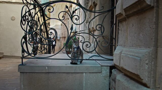 Striped cat sitting behind decorative iron gate in narrow alley