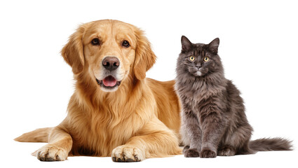 Golden Retriever dog lying down next to a fluffy grey cat sitting © Alaric
