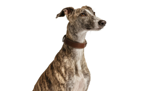 Brindle Whippet dog wearing brown collar looking to the side
