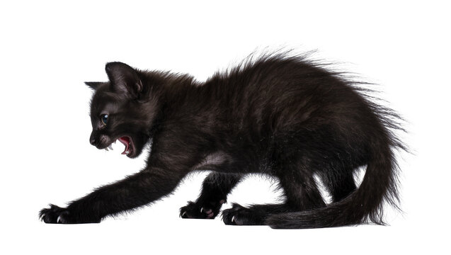 Fierce black kitten hissing with mouth open showing teeth