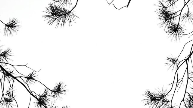 Pine needle branches framing white background silhouette.