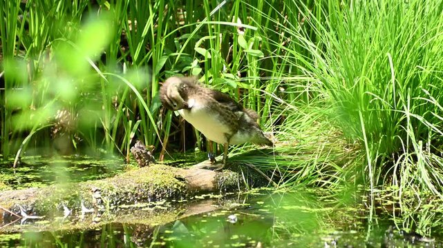 Duckling preening and standing on log at grassy pond edge. mandarin duck, Aix galericulata