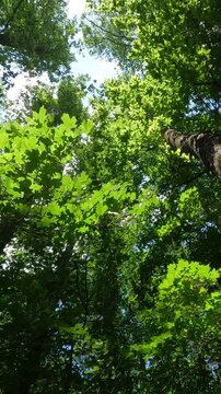 green leaves on a tree. green forest in the morning. summer forest landscape. walk in a fresh forest on a summer day. green leaves of trees against the sky in the forest. Ukrainian landscape 4K
