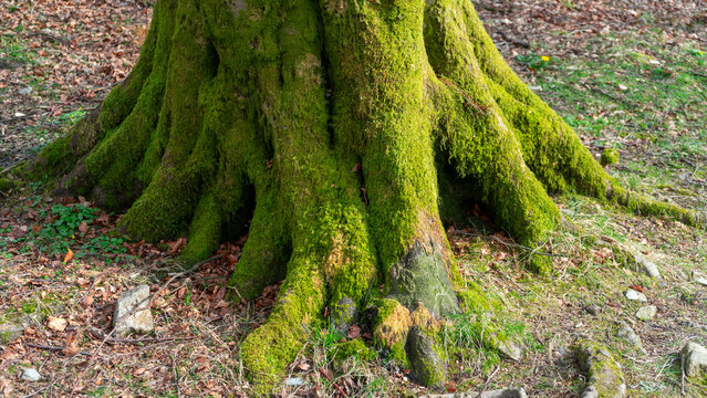 The tree&rsquo;s roots are completely covered in green moss. Close-up of the tree&rsquo;s bark, completely covered in moss