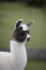 Fototapeta premium Young Llama at Machu Picchu
