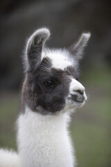 Fototapeta premium Young Llama at Machu Picchu