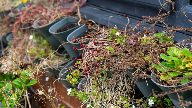 Hanging plant pots on a brick wall beneath the window. A wall-mounted cascading plant container