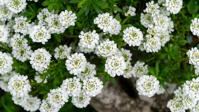 Iberis evergreen, perennial ground-covering shrub. The shrub features dense clusters of small, bright white flowers that bloom in spring