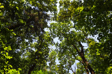 Fototapeta premium Dense green crowns of tall forest trees interweave high above under gentle summer sunlight. The low angle view reveals a stunning panorama of a deciduous forest against a pale sky background.