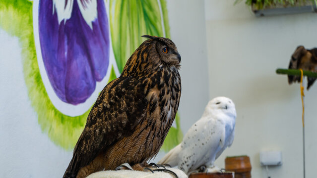 A great horned owl is perched next to a barn owl, facing a wall painted with a flower