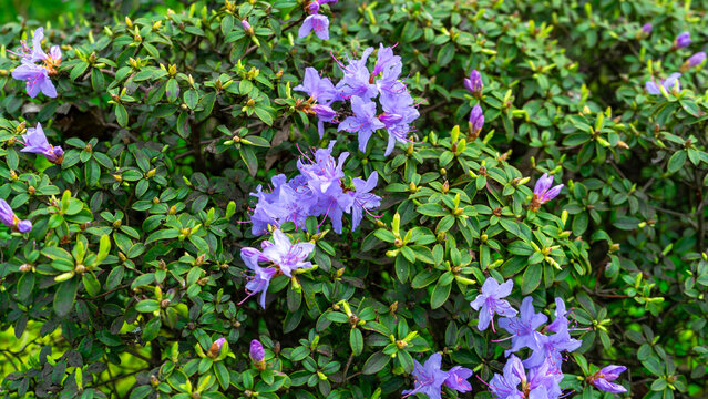 A rhododendron, an evergreen shrub with dense green foliage and bright purple flowers, close-up 