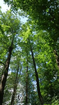 green leaves on a tree. green forest in the morning. summer forest landscape. walk in a fresh forest on a summer day. green leaves of trees against the sky in the forest. Ukrainian landscape 4K