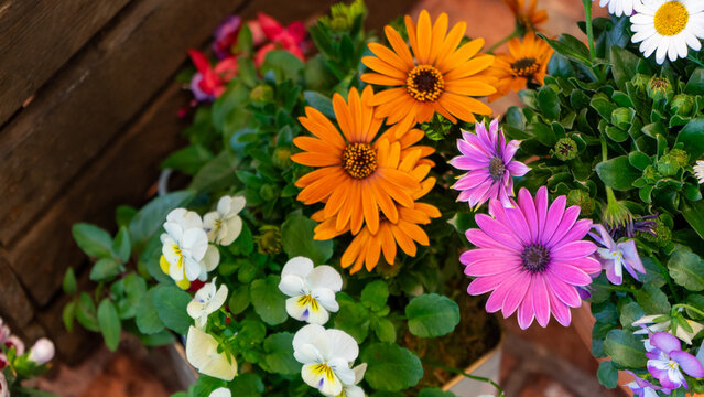 African daisies, osteospermum. Flowers in a pot in bright colours, particularly orange and purple; top view