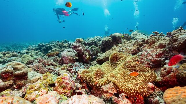Underwater shot of bright colourful coral reef with SCUBA Diver in Palau Marine Sanctuary