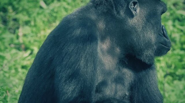 Female Gorilla In The Shade Looks Around And Leaves
