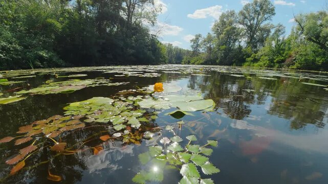 Yellow water lily blooming on calm river surface surrounded by green summer forest