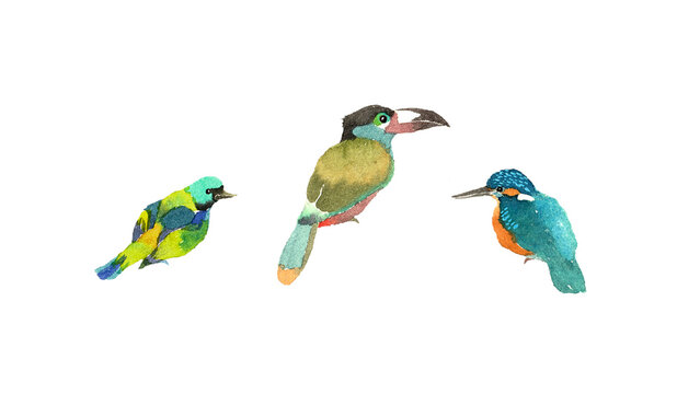 カワセミやチュウハシなど鮮やかな熱帯の鳥の手描き水彩イラストセット
Beautiful tropical birds including kingfisher and aracari hand-drawn watercolor illustration set