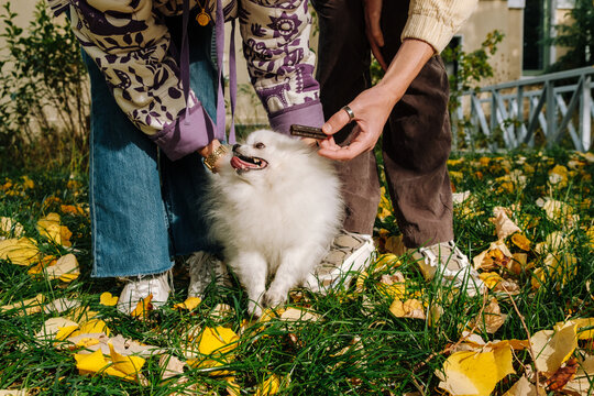 Small Dog on Leash Receiving Treat in Autumn Park