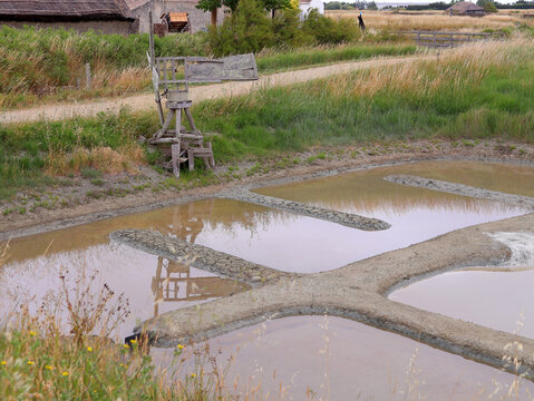 Des oeillets  dans les marais salants de Noirmorier