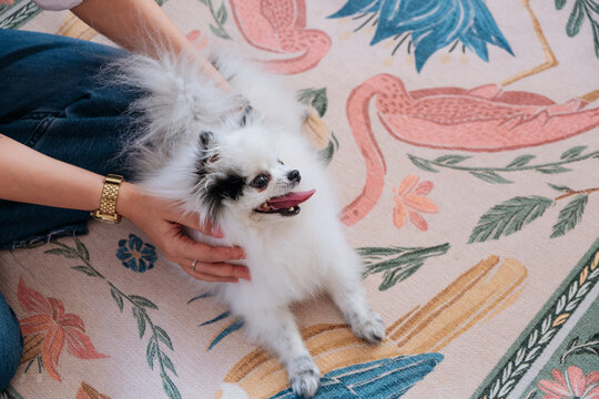 Playful Small Dog Being Petted on Colorful Rug