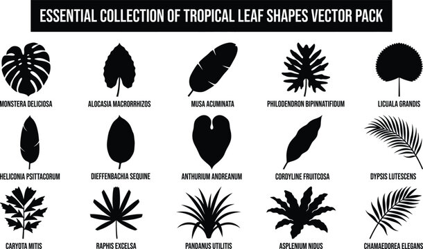 Essential collection of tropical leaf shapes vector pack with various plant species  Monstera Deliciosa Alocasia Macrorrhizos Musa Acuminata