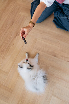 Small Dog Waiting for Treat During Training at Home