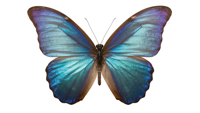 Blue Morpho Butterfly with Iridescent Wings