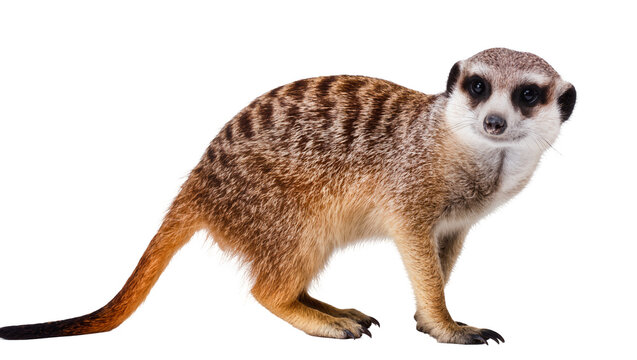 Meerkat standing on four legs, looking to the right