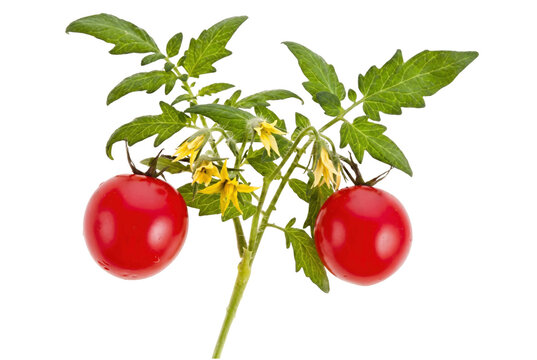 Fresh Ripe Cherry Tomatoes on Vine with Green Leaves and Yellow Blossoms