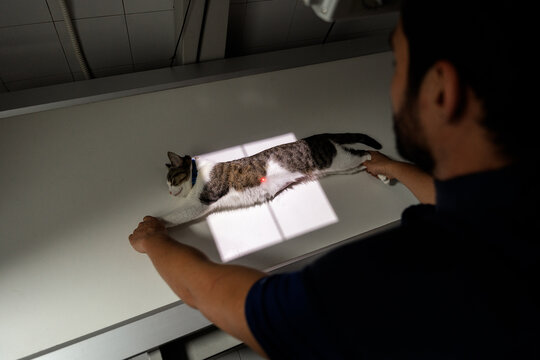 Veterinary assistant assisting cat during x-ray exam