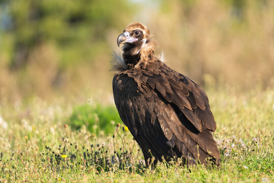 Cinereous Or Black Vulture Portrait  