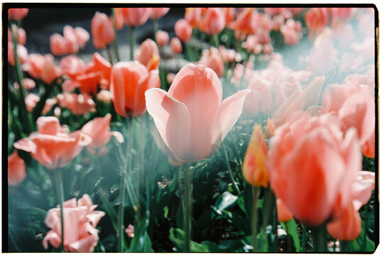 a bed of pale pink tulips in a public park, 35mm film