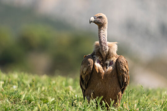 Griffon Vulture Portrait  