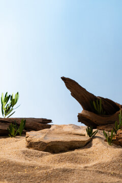 Driftwood and sand create a natural podium with green sprouts