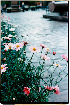 pink daisies beside a wet square in Oslo, Norway, 35mm film