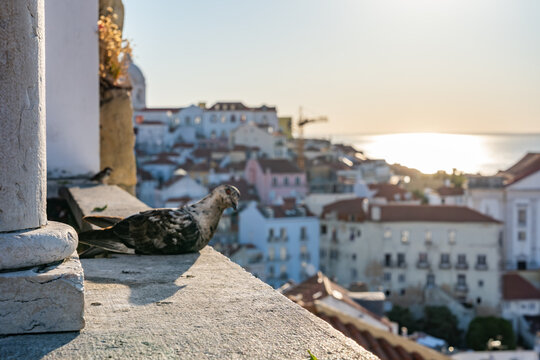 walking the streets of Lisbon Portugal