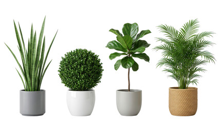 Fototapeta premium Collection of four various indoor houseplants including palm and snake plants in diverse stylish pots isolated on transparent background for home decor.