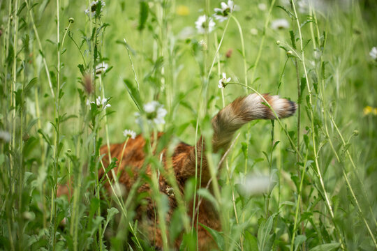 Tail of cat disappearing into long grass