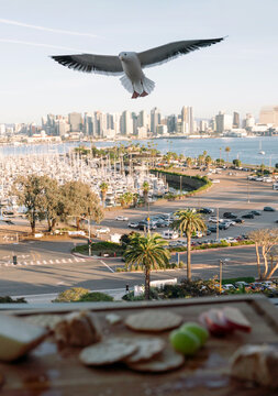Seagull About to Steal Food in San Diego