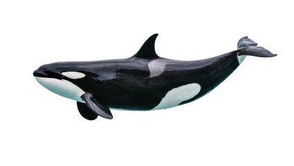 Orca whale swimming, black and white marine mammal © Peregrine