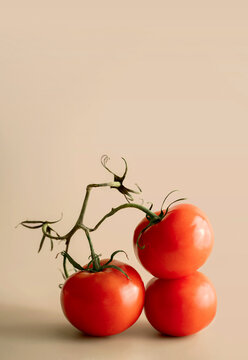 Red Tomatoes on Vine Still Life