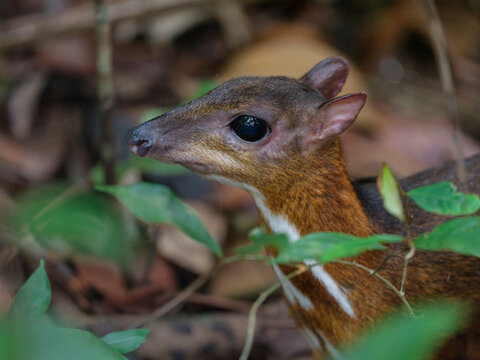 Lesser Mouse-Deer Portrait in Tropical Rainforest Understory
