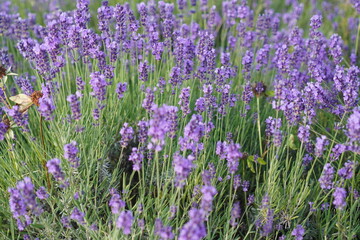 Fototapeta premium serene lavender field blooming in the outdoor garden with green stems and purple flowers close-up for editorial and educational use cases in botanical photography.