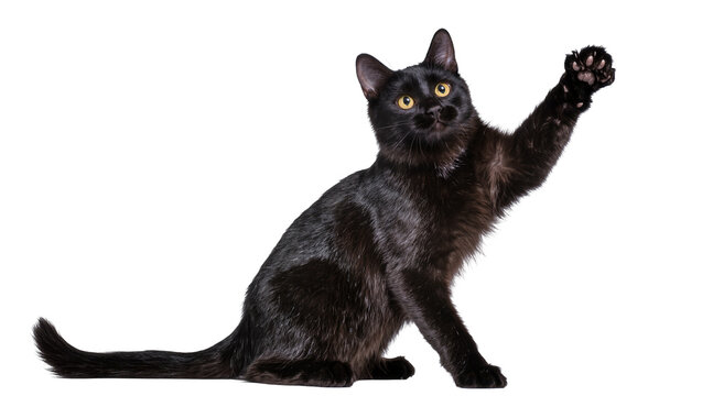 Black cat with yellow eyes raising paw