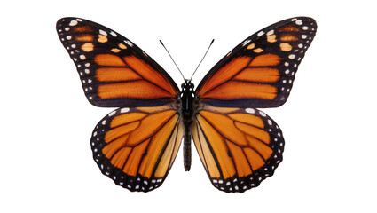 Obraz premium Monarch butterfly with orange black, and white wings spread